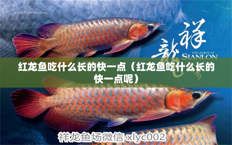红龙鱼吃什么长的快一点（红龙鱼吃什么长的快一点呢） 红龙鱼鱼粮饲料
