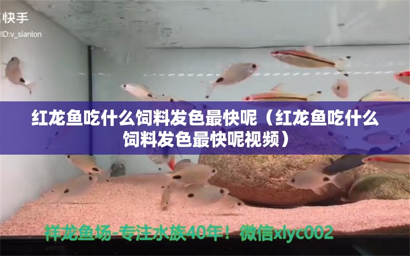红龙鱼吃什么饲料发色最快呢（红龙鱼吃什么饲料发色最快呢视频） 龙鱼百科