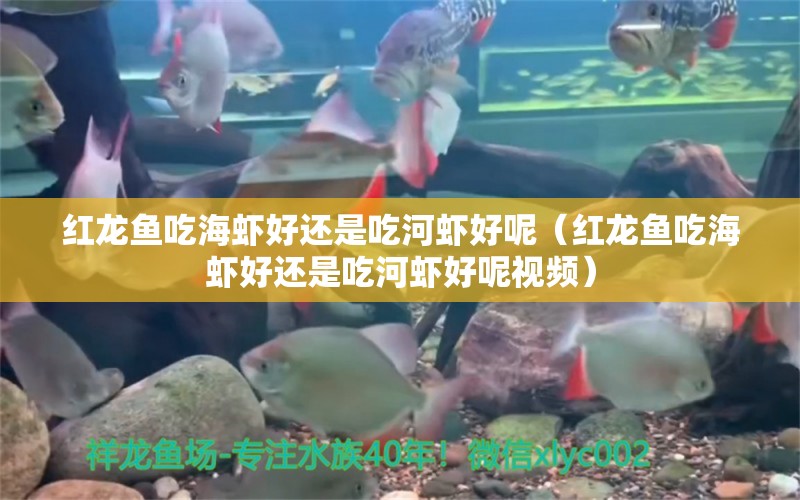 红龙鱼吃海虾好还是吃河虾好呢（红龙鱼吃海虾好还是吃河虾好呢视频） 龙鱼百科