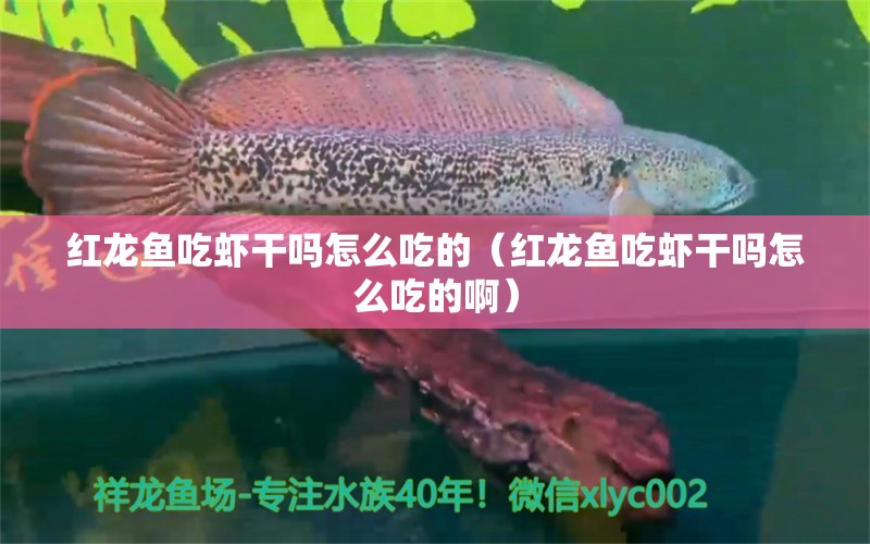 红龙鱼吃虾干吗怎么吃的（红龙鱼吃虾干吗怎么吃的啊） 龙鱼百科