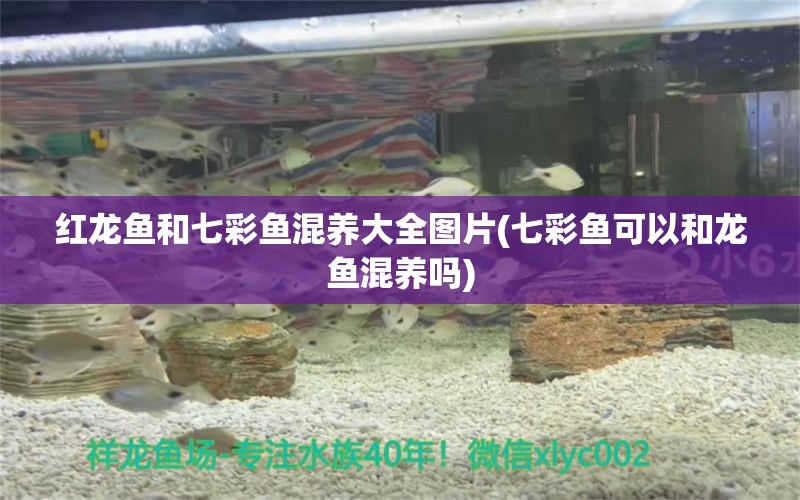 红龙鱼和七彩鱼混养大全图片(七彩鱼可以和龙鱼混养吗) 黄金猫鱼