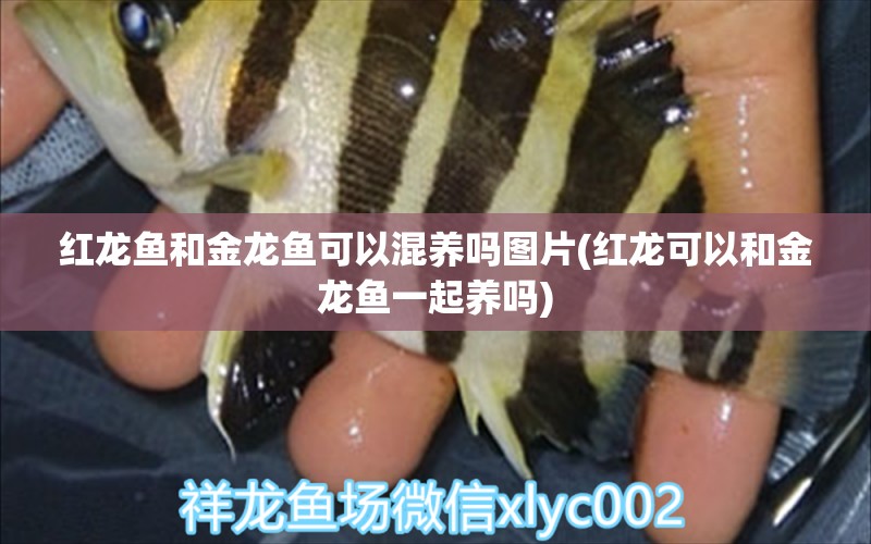 红龙鱼和金龙鱼可以混养吗图片(红龙可以和金龙鱼一起养吗) 广州祥龙国际水族贸易