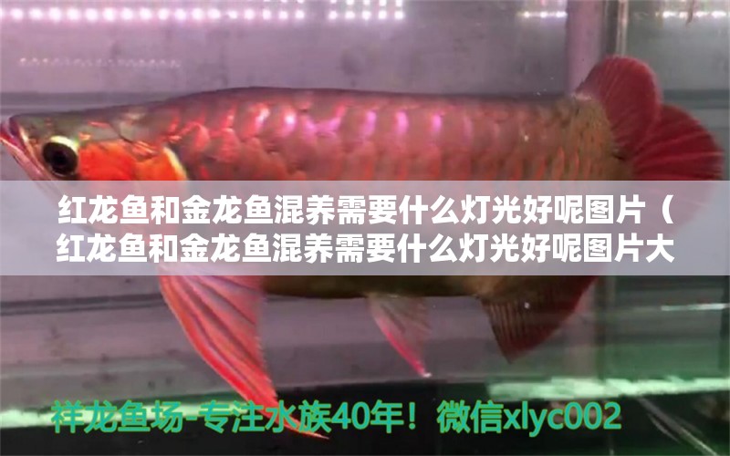 红龙鱼和金龙鱼混养需要什么灯光好呢图片（红龙鱼和金龙鱼混养需要什么灯光好呢图片大全）