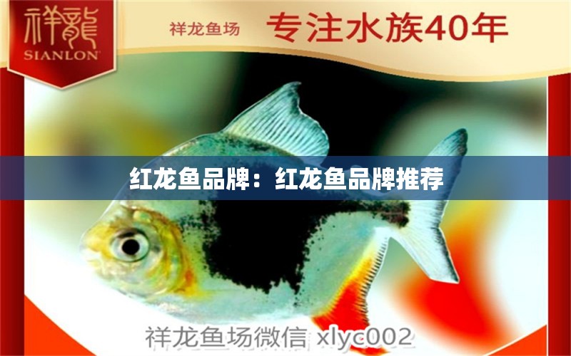 红龙鱼品牌：红龙鱼品牌推荐 水族维护服务（上门）