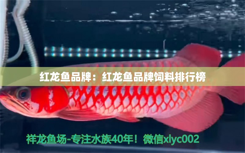 红龙鱼品牌：红龙鱼品牌饲料排行榜