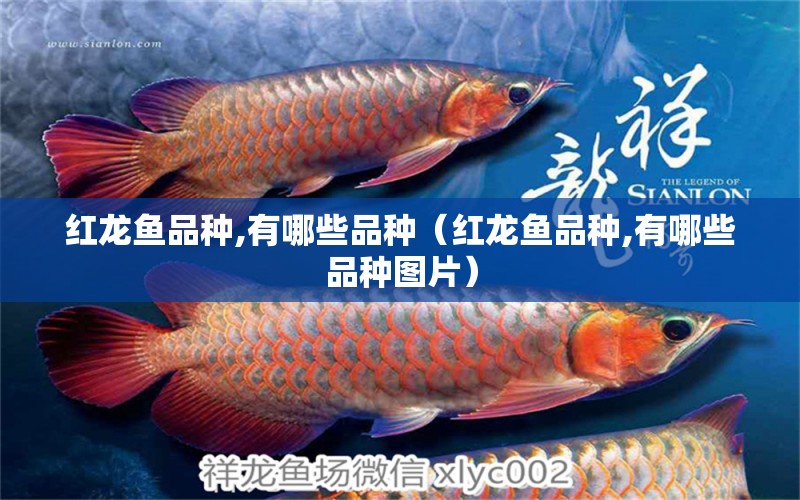 红龙鱼品种,有哪些品种（红龙鱼品种,有哪些品种图片）