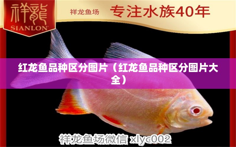 红龙鱼品种区分图片（红龙鱼品种区分图片大全） 印尼红龙鱼