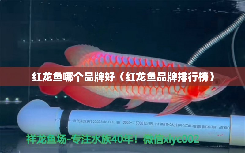 红龙鱼哪个品牌好（红龙鱼品牌排行榜） 网上购买观赏鱼