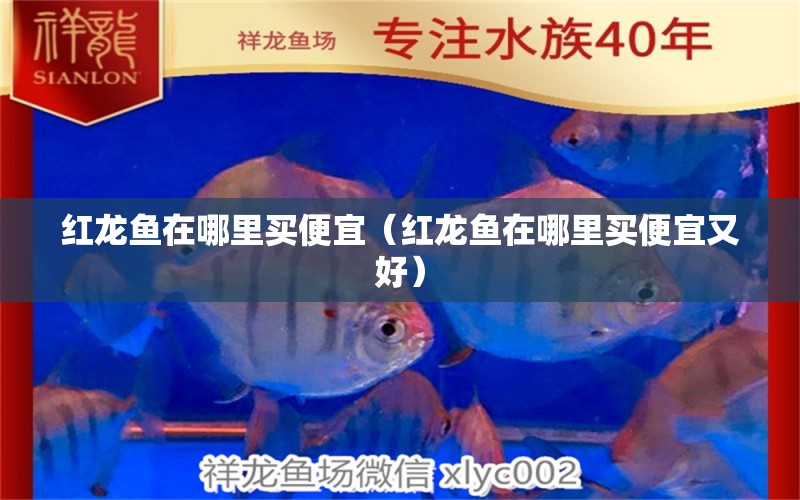 红龙鱼在哪里买便宜（红龙鱼在哪里买便宜又好） 网上购买观赏鱼