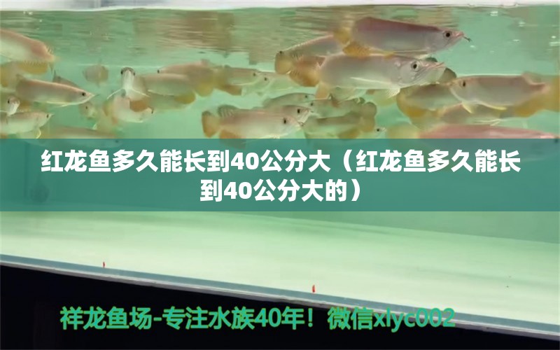 红龙鱼多久能长到40公分大（红龙鱼多久能长到40公分大的）