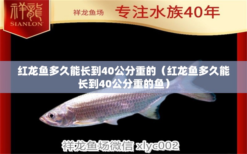 红龙鱼多久能长到40公分重的（红龙鱼多久能长到40公分重的鱼）