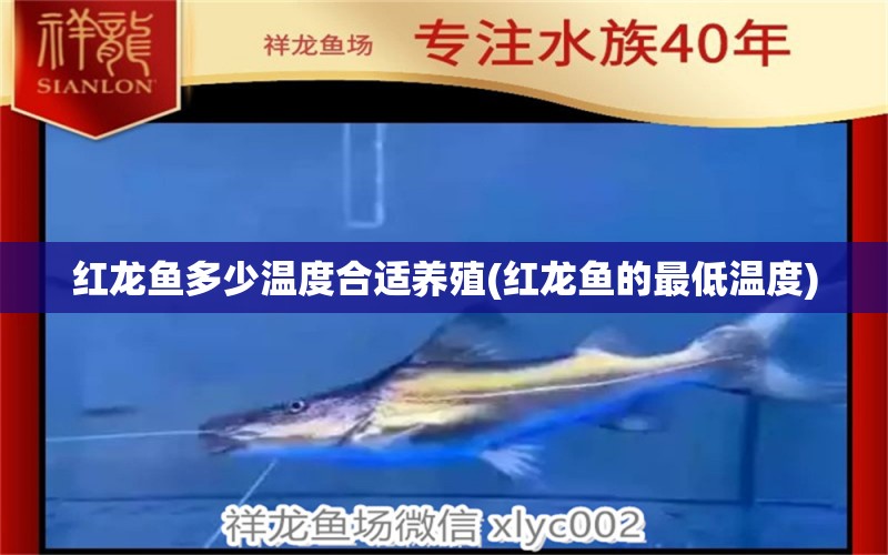 红龙鱼多少温度合适养殖(红龙鱼的最低温度) 细线银板鱼苗