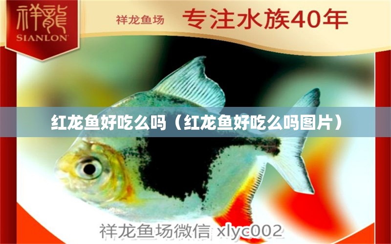 红龙鱼好吃么吗（红龙鱼好吃么吗图片） 龙鱼百科