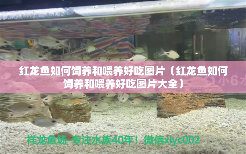 红龙鱼如何饲养和喂养好吃图片（红龙鱼如何饲养和喂养好吃图片大全）