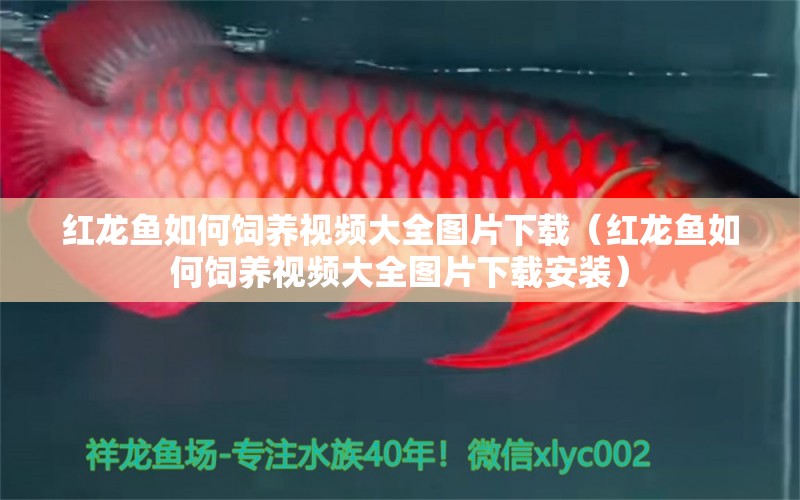 红龙鱼如何饲养视频大全图片下载（红龙鱼如何饲养视频大全图片下载安装）