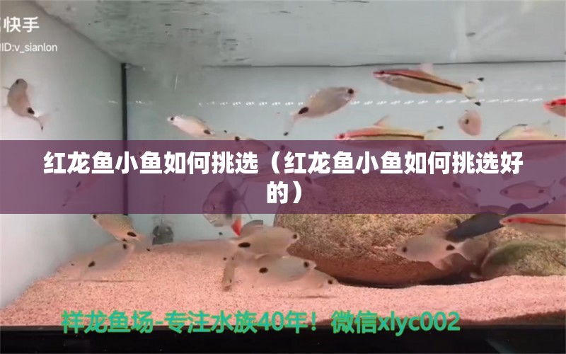 红龙鱼小鱼如何挑选（红龙鱼小鱼如何挑选好的） 广州龙鱼批发市场