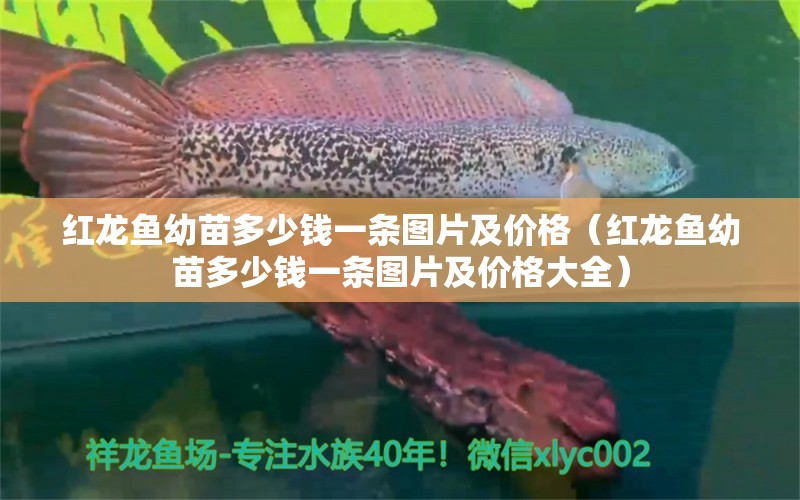 红龙鱼幼苗多少钱一条图片及价格（红龙鱼幼苗多少钱一条图片及价格大全） 印尼红龙鱼