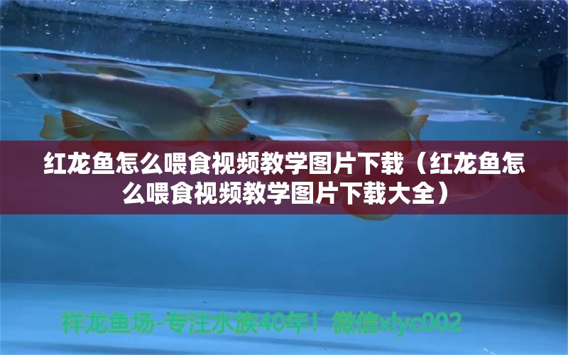 红龙鱼怎么喂食视频教学图片下载（红龙鱼怎么喂食视频教学图片下载大全）