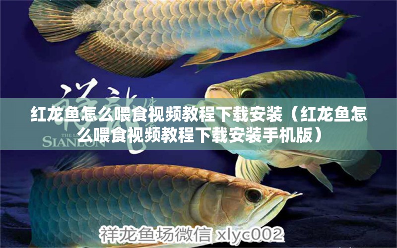 红龙鱼怎么喂食视频教程下载安装（红龙鱼怎么喂食视频教程下载安装手机版）