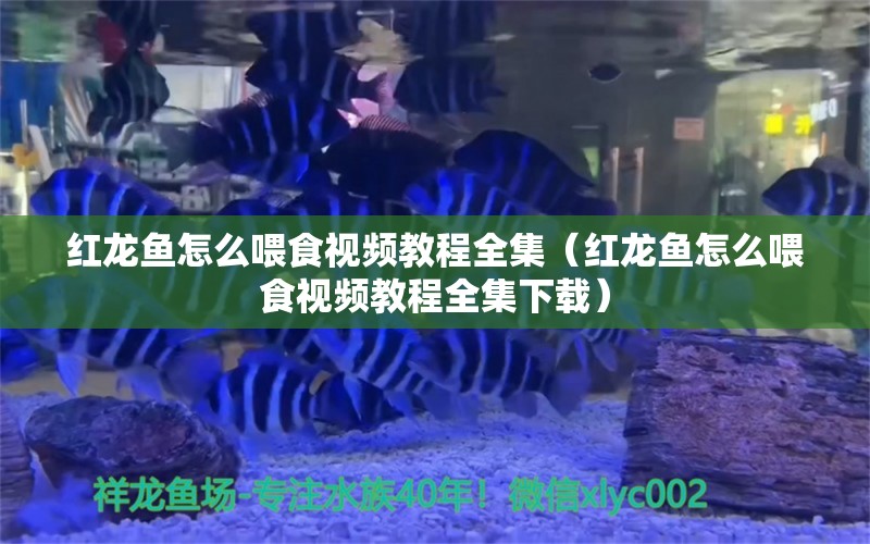 红龙鱼怎么喂食视频教程全集（红龙鱼怎么喂食视频教程全集下载） 龙鱼百科