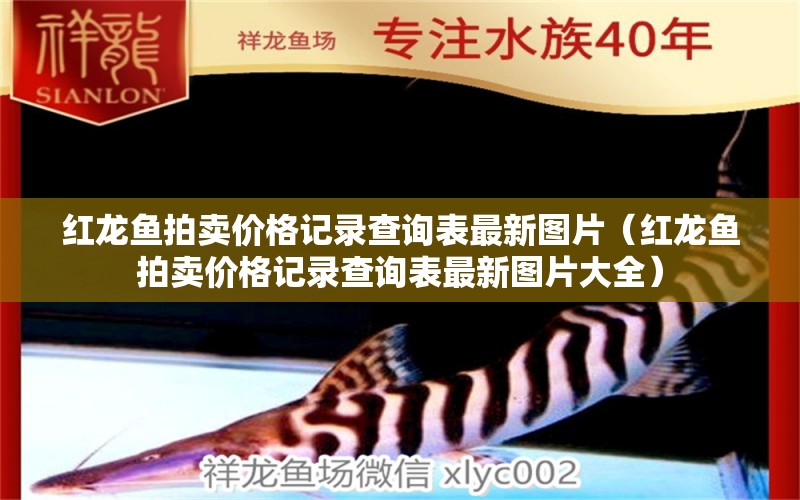 红龙鱼拍卖价格记录查询表最新图片（红龙鱼拍卖价格记录查询表最新图片大全） 龙鱼百科