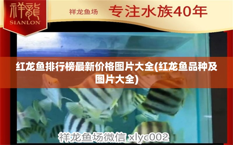 红龙鱼排行榜最新价格图片大全(红龙鱼品种及图片大全) 泰国虎鱼