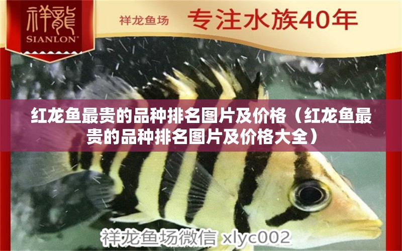红龙鱼最贵的品种排名图片及价格（红龙鱼最贵的品种排名图片及价格大全）