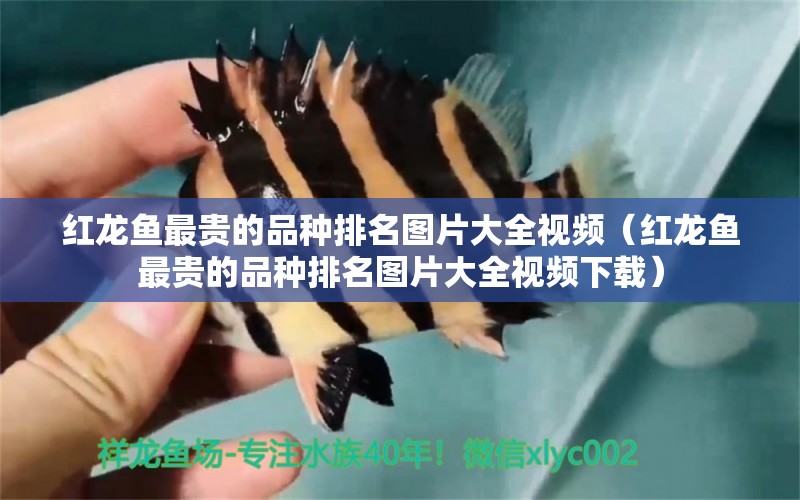红龙鱼最贵的品种排名图片大全视频（红龙鱼最贵的品种排名图片大全视频下载）