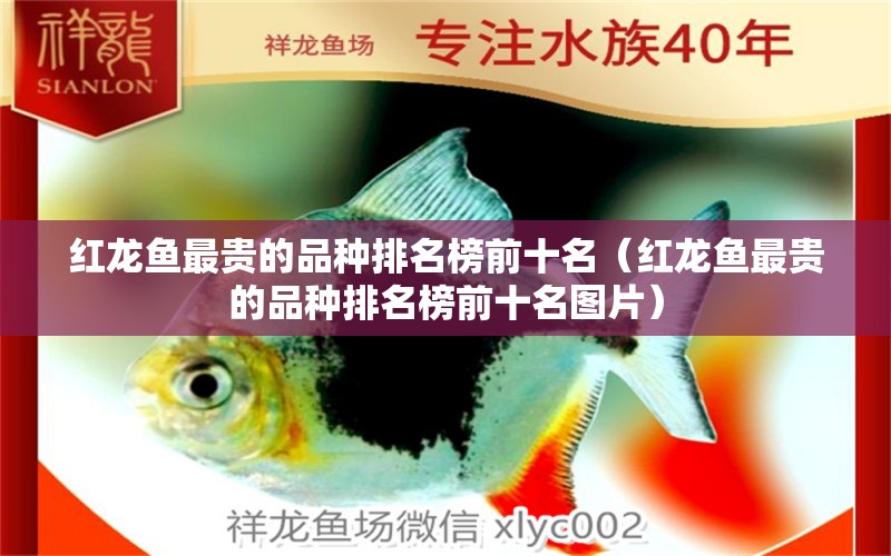 红龙鱼最贵的品种排名榜前十名（红龙鱼最贵的品种排名榜前十名图片）
