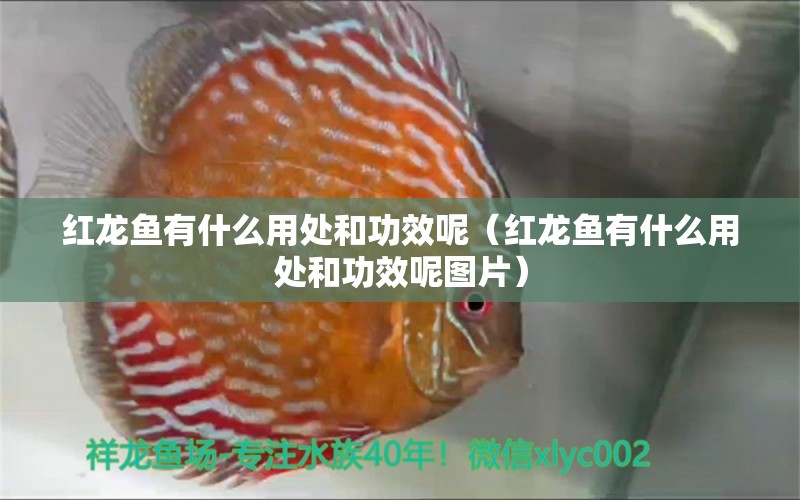 红龙鱼有什么用处和功效呢（红龙鱼有什么用处和功效呢图片） 印尼红龙鱼