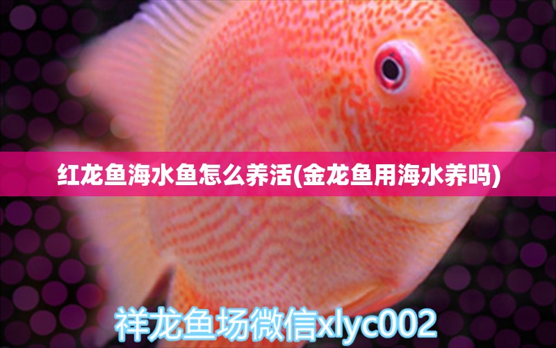 红龙鱼海水鱼怎么养活(金龙鱼用海水养吗)