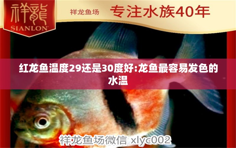 红龙鱼温度29还是30度好:龙鱼最容易发色的水温 龙鱼批发