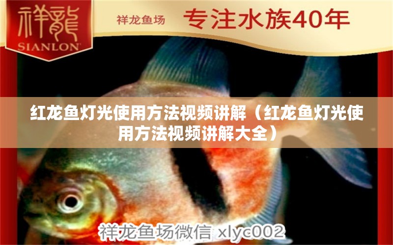 红龙鱼灯光使用方法视频讲解（红龙鱼灯光使用方法视频讲解大全） 印尼红龙鱼