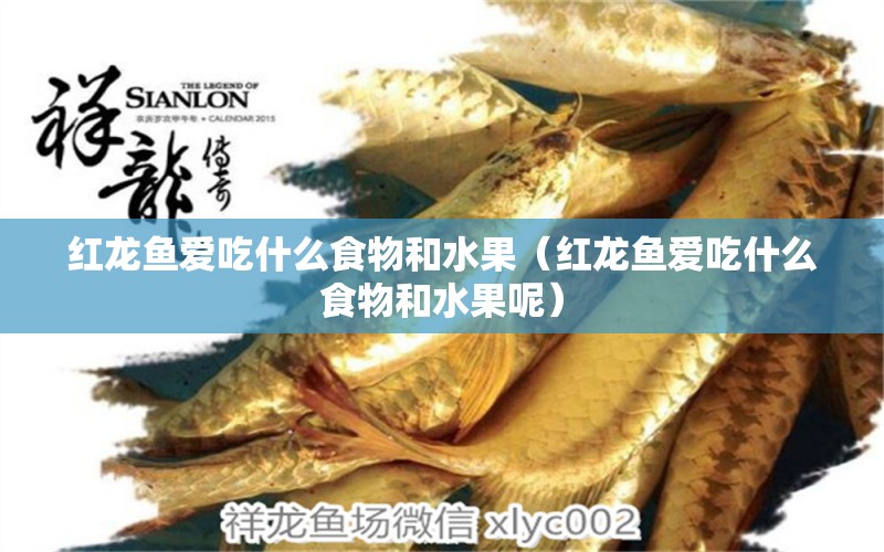 红龙鱼爱吃什么食物和水果（红龙鱼爱吃什么食物和水果呢） 龙鱼百科