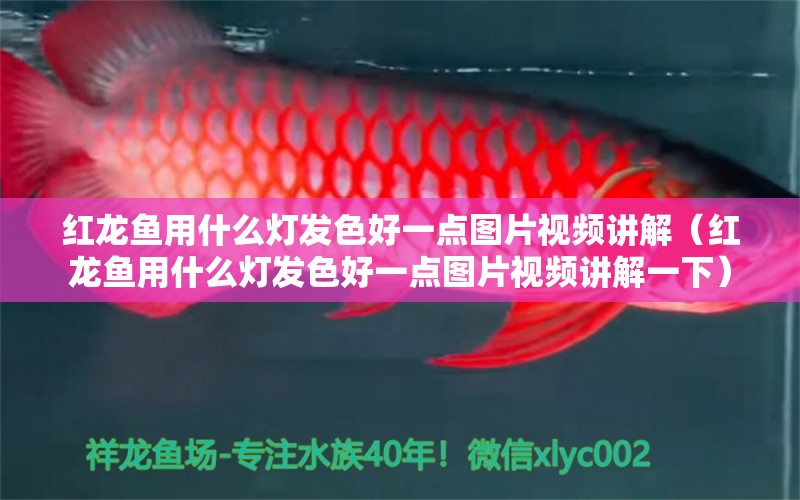 红龙鱼用什么灯发色好一点图片视频讲解（红龙鱼用什么灯发色好一点图片视频讲解一下）