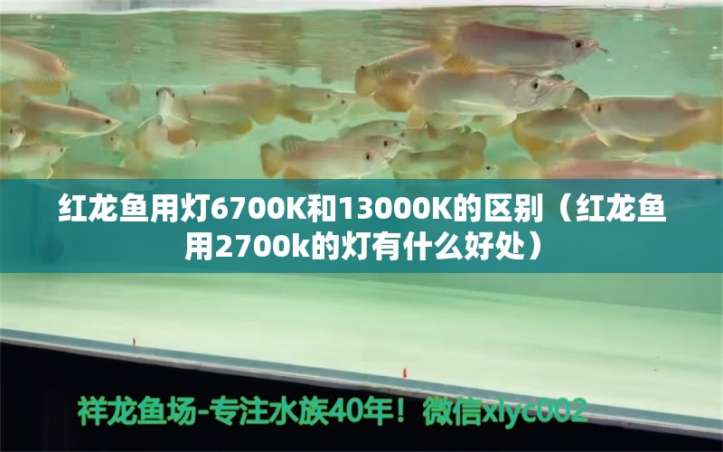 红龙鱼用灯6700K和13000K的区别（红龙鱼用2700k的灯有什么好处）