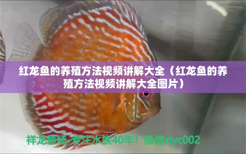 红龙鱼的养殖方法视频讲解大全（红龙鱼的养殖方法视频讲解大全图片）