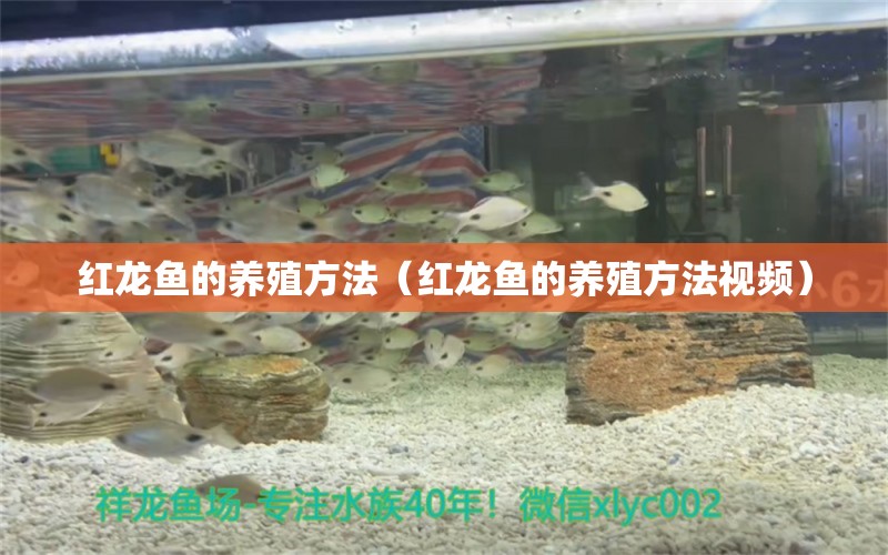 红龙鱼的养殖方法（红龙鱼的养殖方法视频） 印尼红龙鱼