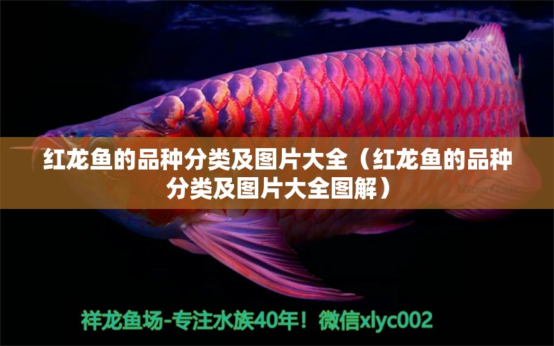 红龙鱼的品种分类及图片大全（红龙鱼的品种分类及图片大全图解）