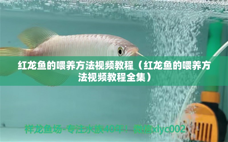 红龙鱼的喂养方法视频教程（红龙鱼的喂养方法视频教程全集）