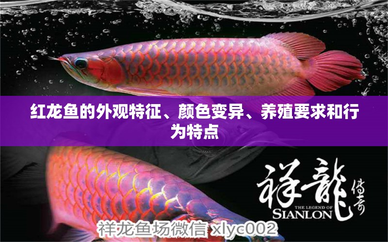 红龙鱼的外观特征、颜色变异、养殖要求和行为特点