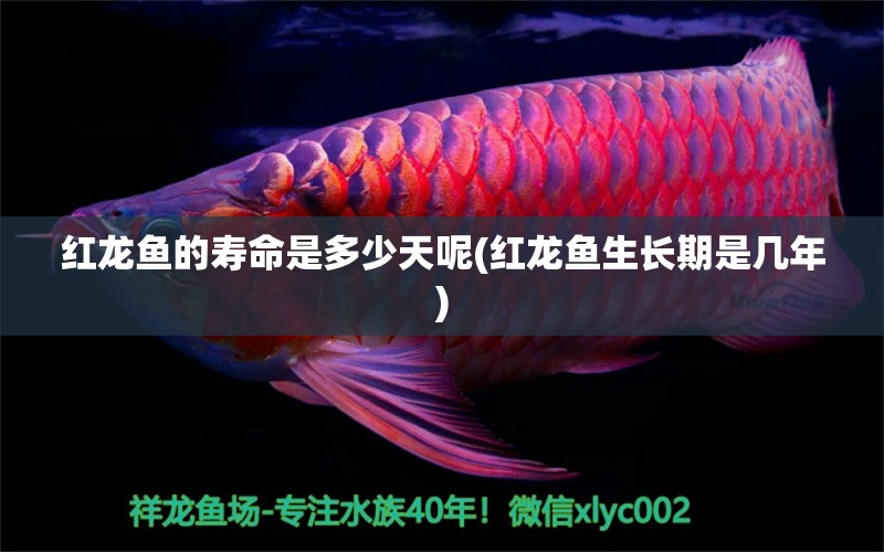 红龙鱼的寿命是多少天呢(红龙鱼生长期是几年)