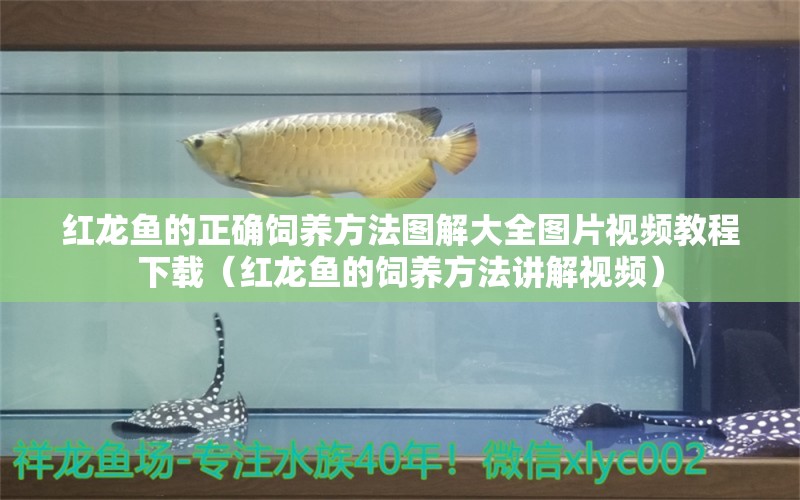红龙鱼的正确饲养方法图解大全图片视频教程下载（红龙鱼的饲养方法讲解视频） 龙鱼百科