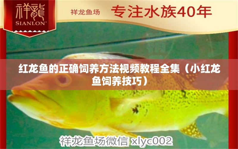 红龙鱼的正确饲养方法视频教程全集（小红龙鱼饲养技巧） 鹦鹉鱼