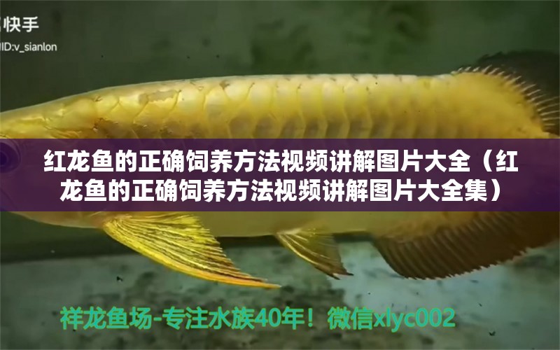 红龙鱼的正确饲养方法视频讲解图片大全（红龙鱼的正确饲养方法视频讲解图片大全集） 印尼红龙鱼