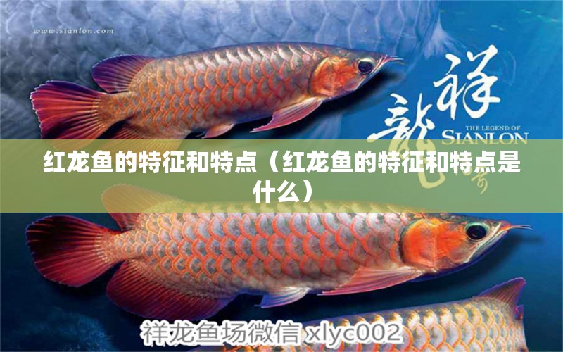 红龙鱼的特征和特点（红龙鱼的特征和特点是什么） 赤焰中国虎鱼
