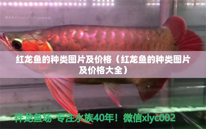 红龙鱼的种类图片及价格（红龙鱼的种类图片及价格大全） 龙鱼百科