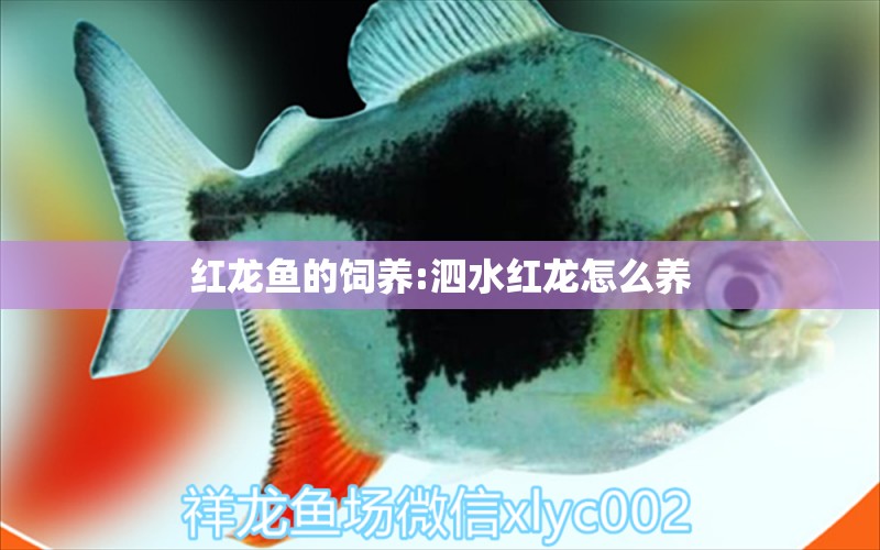 红龙鱼的饲养:泗水红龙怎么养 泗水龙鱼 第1张