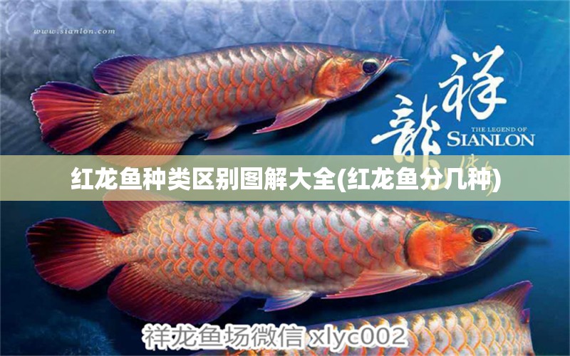 红龙鱼种类区别图解大全(红龙鱼分几种) 造景/装饰