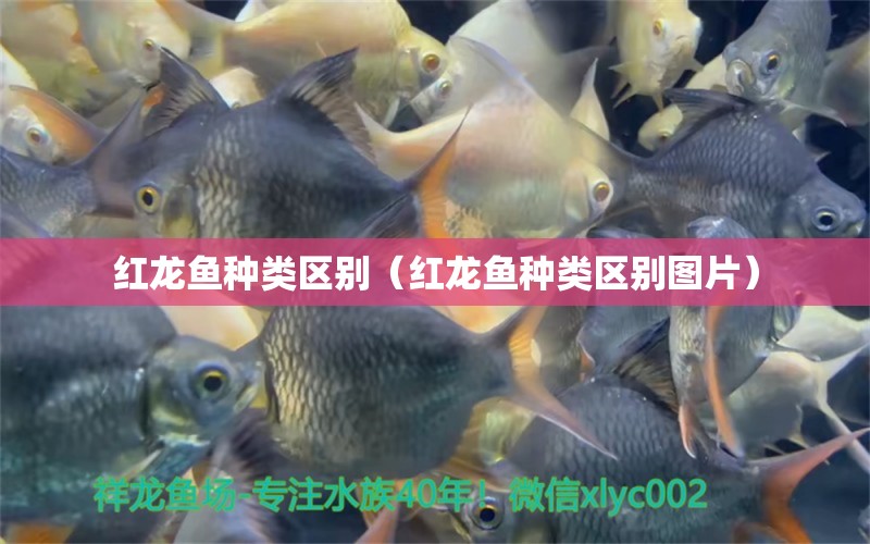 红龙鱼种类区别（红龙鱼种类区别图片） 观赏鱼市场（混养鱼）